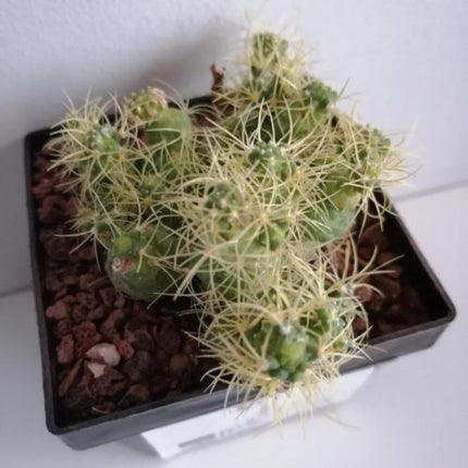 Mammillaria elongata f. monströs