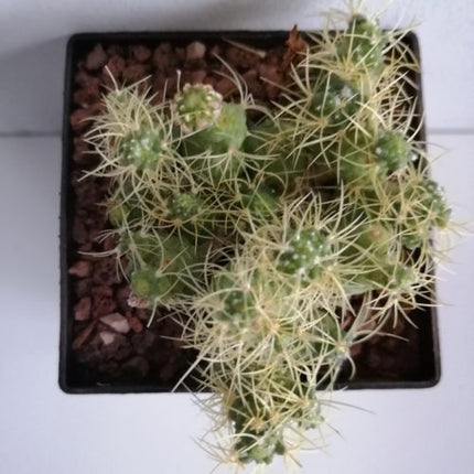 Mammillaria elongata f. monströs