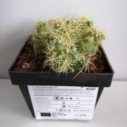 Mammillaria elongata f. monströs