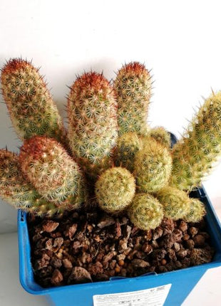 Mammillaria elongata var. Albispina