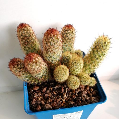 Mammillaria elongata