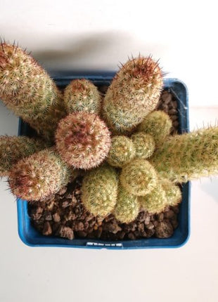 Mammillaria elongata var. Albispina