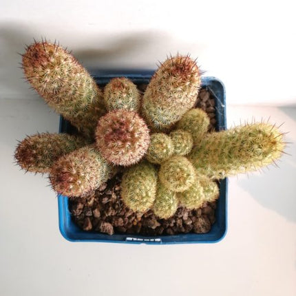 Mammillaria elongata var. Albispina