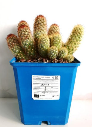 Mammillaria elongata var. Albispina