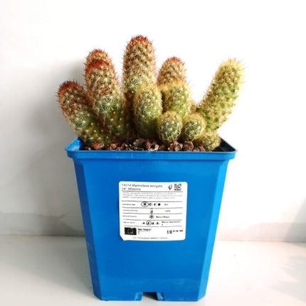 Mammillaria elongata var. Albispina