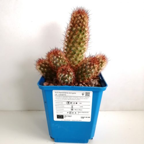 Mammillaria elongata var. rubispina