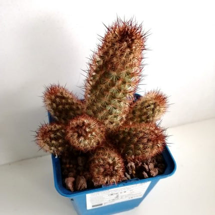 Mammillaria elongata var. rubispina