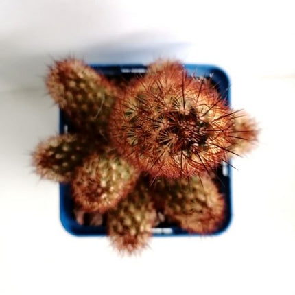 Mammillaria elongata var. rubispina