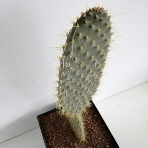 Opuntia galapageia