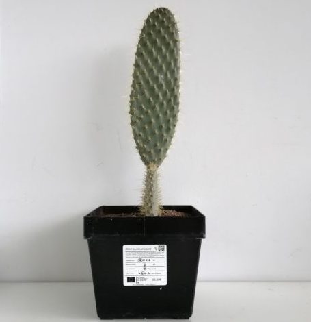 Opuntia galapageia