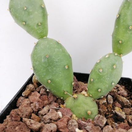 Opuntia pusilla