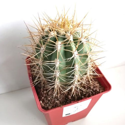 Trichocereus atacamensis subsp. pasacana