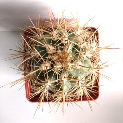 Trichocereus atacamensis subsp. pasacana