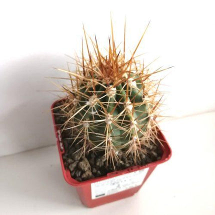 Trichocereus atacamensis subsp. pasacana