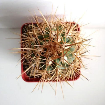 Trichocereus atacamensis subsp. pasacana