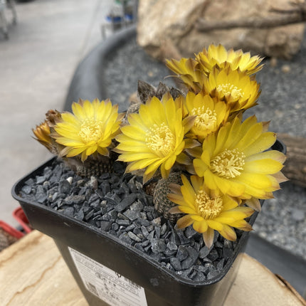 Reicheocactus pseudoreicheanus