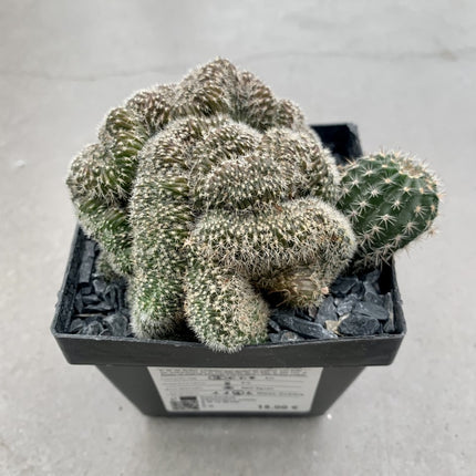 Echinopsis híbrido f. cristata is
