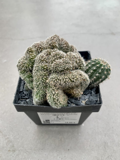 Hybride Echinopsis f. cristata ist