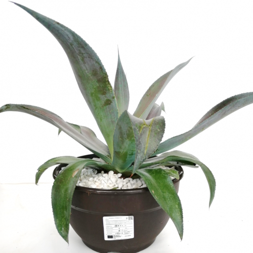 x Mangave 'Mission to Mars'