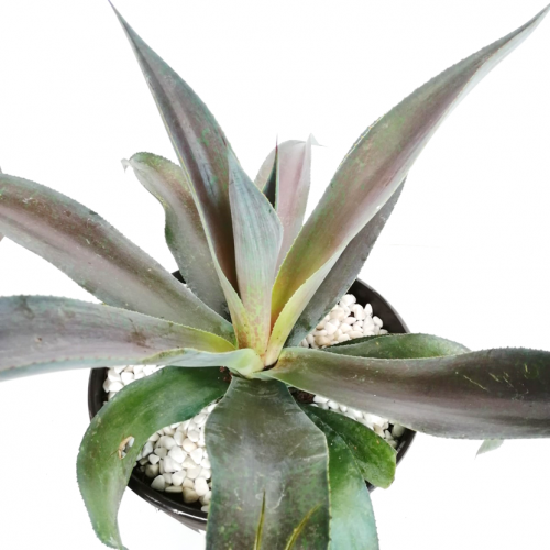 x Mangave 'Mission to Mars'