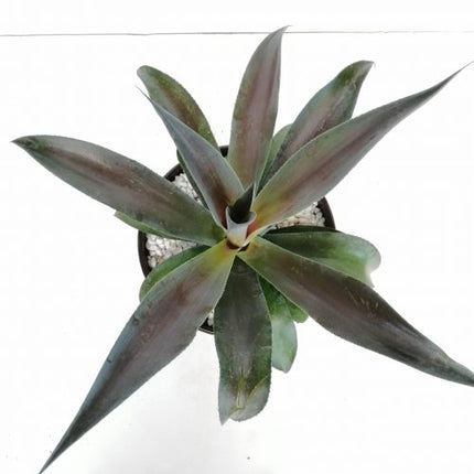 x Mangave 'Mission to Mars'