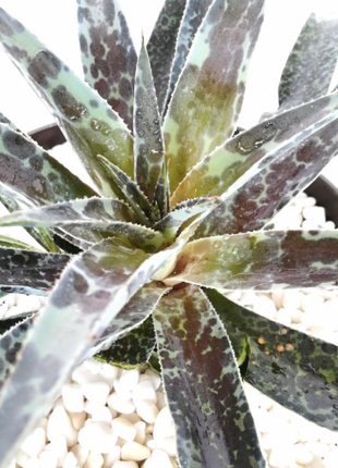 x Mangave 'Moonglow'