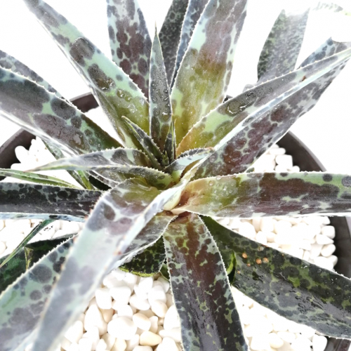 x Mangave 'Moonglow'