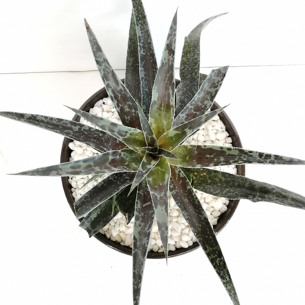 x Mangave 'Moonglow'