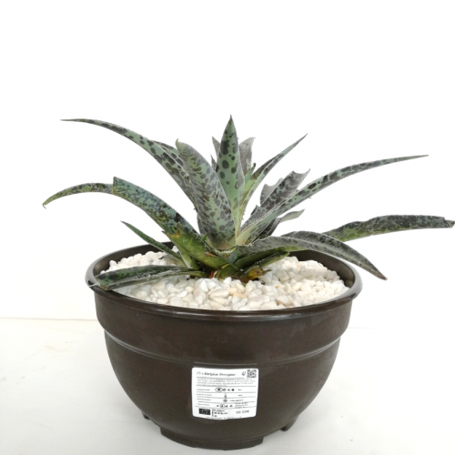 x Mangave 'Moonglow'